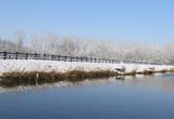 bord du canal enneigé dans le marais poitevin